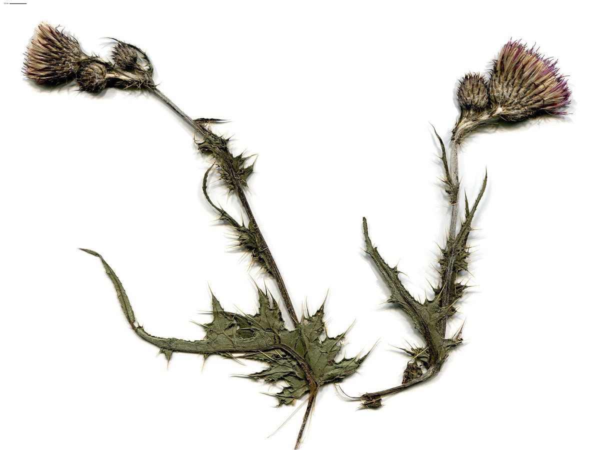 Cirsium filipendulum x C. palustre (Asteraceae)
